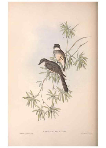 Reproducción/Reproduction 36951650765: The birds of Australia.. London,Printed by R. and J. E. Taylor; pub. by the author,[1840]-48.