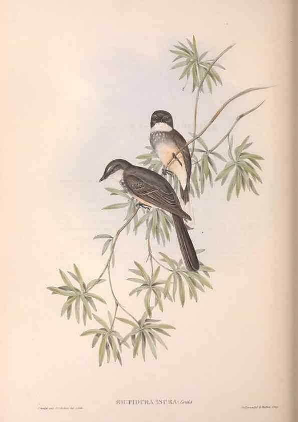 Reproducción/Reproduction 36951650765: The birds of Australia.. London,Printed by R. and J. E. Taylor; pub. by the author,[1840]-48.