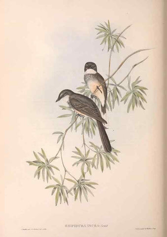 Reproducción/Reproduction 36951650765: The birds of Australia.. London,Printed by R. and J. E. Taylor; pub. by the author,[1840]-48.