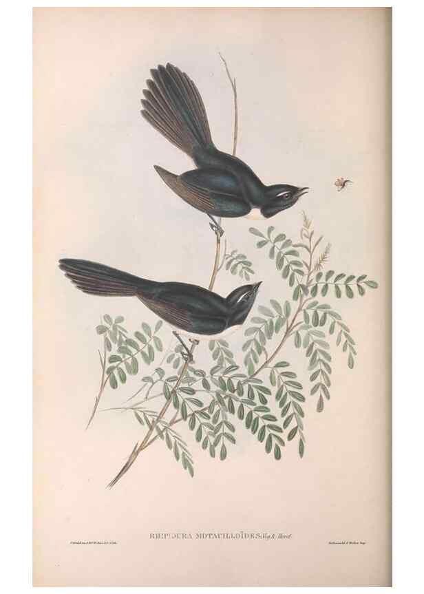 Reproducción/Reproduction 36951651335: The birds of Australia.. London,Printed by R. and J. E. Taylor; pub. by the author,[1840]-48.