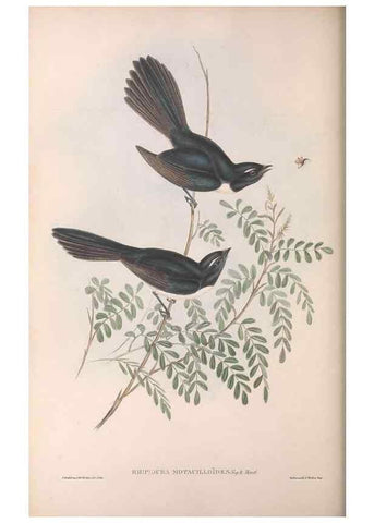 Reproducción/Reproduction 36951651335: The birds of Australia.. London,Printed by R. and J. E. Taylor; pub. by the author,[1840]-48.