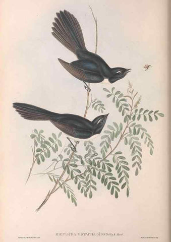 Reproducción/Reproduction 36951651335: The birds of Australia.. London,Printed by R. and J. E. Taylor; pub. by the author,[1840]-48.