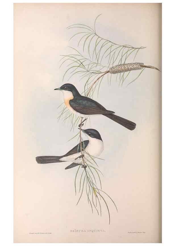 Reproducción/Reproduction 36951652275: The birds of Australia.. London,Printed by R. and J. E. Taylor; pub. by the author,[1840]-48.