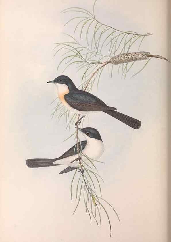 Reproducción/Reproduction 36951652275: The birds of Australia.. London,Printed by R. and J. E. Taylor; pub. by the author,[1840]-48.