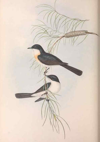 Reproducción/Reproduction 36951652275: The birds of Australia.. London,Printed by R. and J. E. Taylor; pub. by the author,[1840]-48.