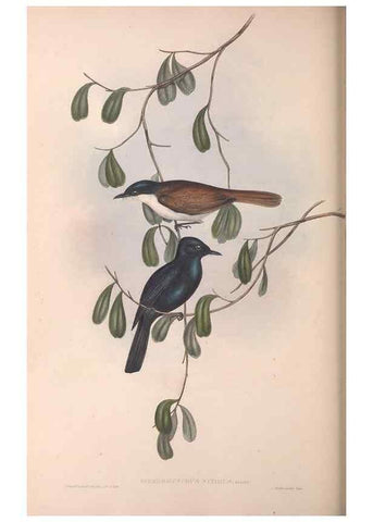 Reproducción/Reproduction 36951653565: The birds of Australia.. London,Printed by R. and J. E. Taylor; pub. by the author,[1840]-48.