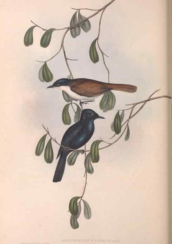 Reproducción/Reproduction 36951653565: The birds of Australia.. London,Printed by R. and J. E. Taylor; pub. by the author,[1840]-48.