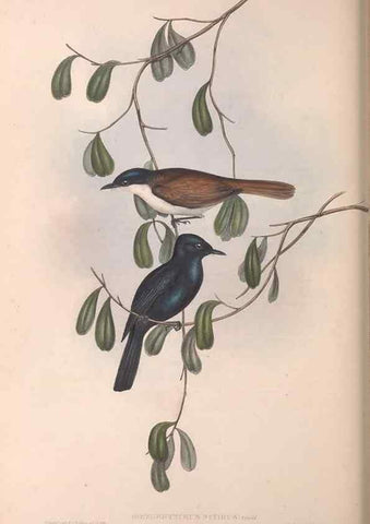 Reproducción/Reproduction 36951653565: The birds of Australia.. London,Printed by R. and J. E. Taylor; pub. by the author,[1840]-48.
