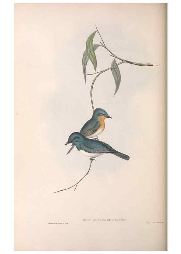 Reproducción/Reproduction 36951655275: The birds of Australia.. London,Printed by R. and J. E. Taylor; pub. by the author,[1840]-48.