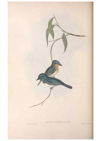 Reproducción/Reproduction 36951655275: The birds of Australia.. London,Printed by R. and J. E. Taylor; pub. by the author,[1840]-48.