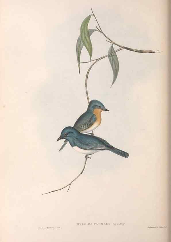 Reproducción/Reproduction 36951655275: The birds of Australia.. London,Printed by R. and J. E. Taylor; pub. by the author,[1840]-48.