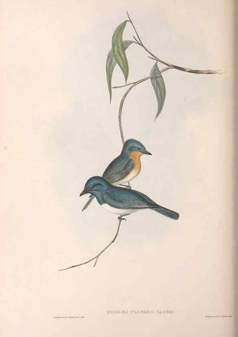 Reproducción/Reproduction 36951655275: The birds of Australia.. London,Printed by R. and J. E. Taylor; pub. by the author,[1840]-48.