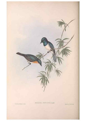Reproducción/Reproduction 36951656935: The birds of Australia.. London,Printed by R. and J. E. Taylor; pub. by the author,[1840]-48.