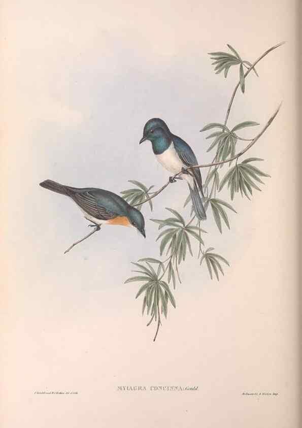 Reproducción/Reproduction 36951656935: The birds of Australia.. London,Printed by R. and J. E. Taylor; pub. by the author,[1840]-48.