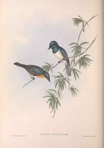 Reproducción/Reproduction 36951656935: The birds of Australia.. London,Printed by R. and J. E. Taylor; pub. by the author,[1840]-48.