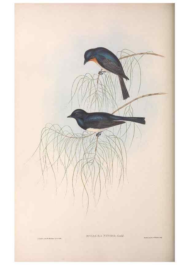 Reproducción/Reproduction 36951658445: The birds of Australia.. London,Printed by R. and J. E. Taylor; pub. by the author,[1840]-48.