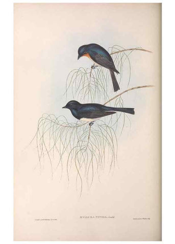 Reproducción/Reproduction 36951658445: The birds of Australia.. London,Printed by R. and J. E. Taylor; pub. by the author,[1840]-48.