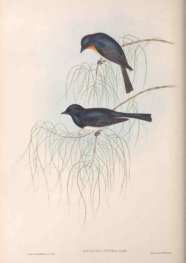 Reproducción/Reproduction 36951658445: The birds of Australia.. London,Printed by R. and J. E. Taylor; pub. by the author,[1840]-48.