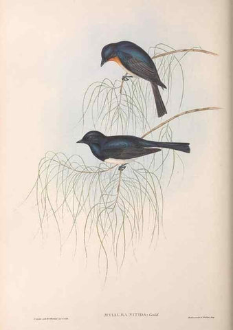 Reproducción/Reproduction 36951658445: The birds of Australia.. London,Printed by R. and J. E. Taylor; pub. by the author,[1840]-48.