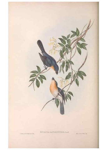 Reproducción/Reproduction 36951660115: The birds of Australia.. London,Printed by R. and J. E. Taylor; pub. by the author,[1840]-48.