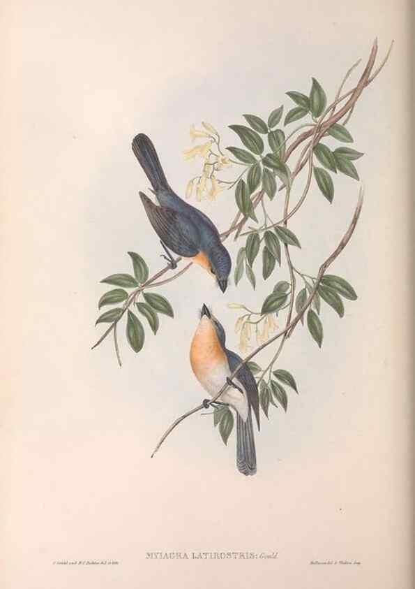 Reproducción/Reproduction 36951660115: The birds of Australia.. London,Printed by R. and J. E. Taylor; pub. by the author,[1840]-48.