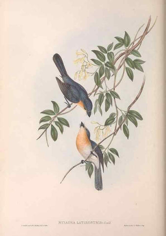 Reproducción/Reproduction 36951660115: The birds of Australia.. London,Printed by R. and J. E. Taylor; pub. by the author,[1840]-48.