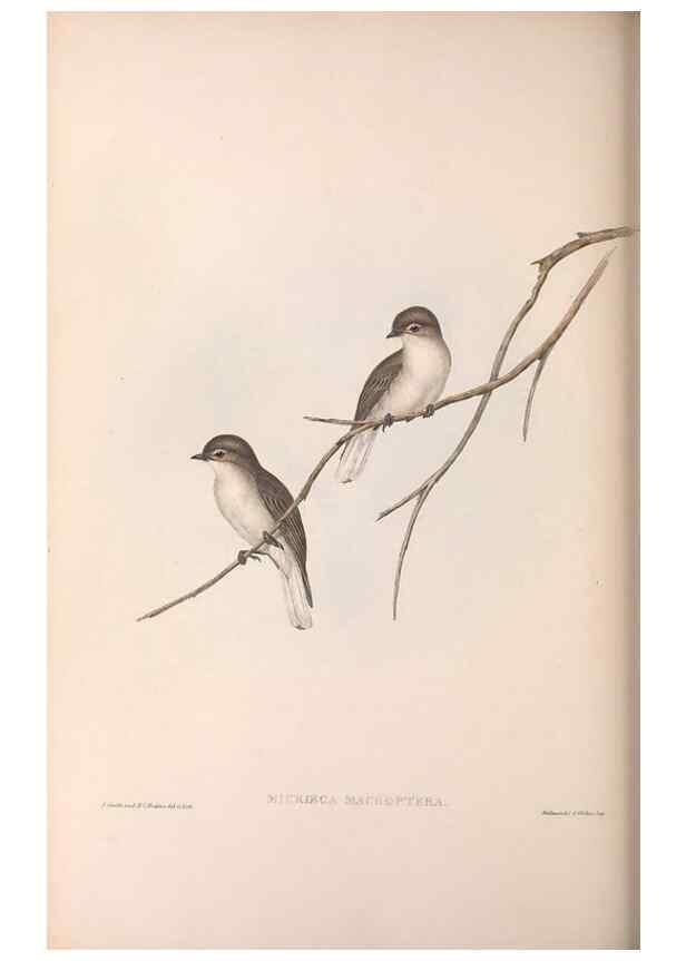 Reproducción/Reproduction 36951661875: The birds of Australia.. London,Printed by R. and J. E. Taylor; pub. by the author,[1840]-48.