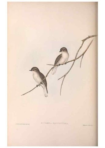 Reproducción/Reproduction 36951661875: The birds of Australia.. London,Printed by R. and J. E. Taylor; pub. by the author,[1840]-48.