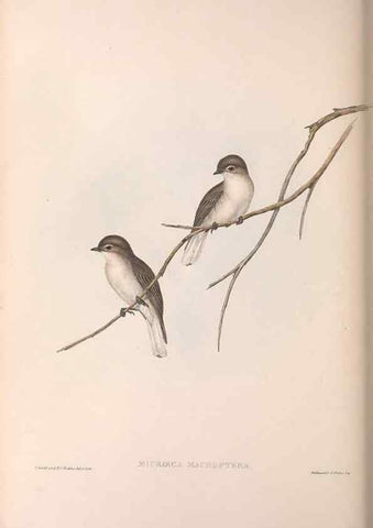 Reproducción/Reproduction 36951661875: The birds of Australia.. London,Printed by R. and J. E. Taylor; pub. by the author,[1840]-48.