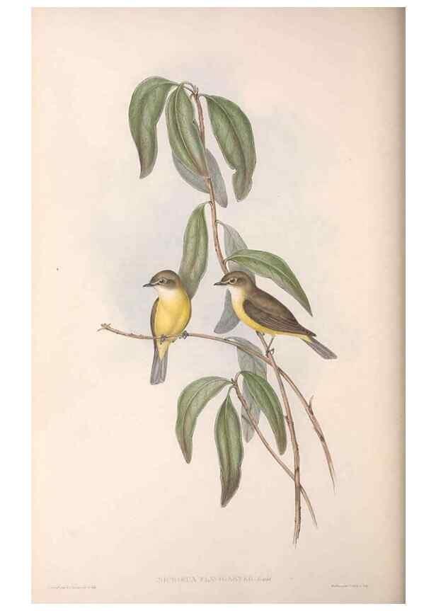 Reproducción/Reproduction 36143139763: The birds of Australia.. London,Printed by R. and J. E. Taylor; pub. by the author,[1840]-48.