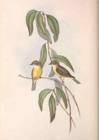 Reproducción/Reproduction 36143139763: The birds of Australia.. London,Printed by R. and J. E. Taylor; pub. by the author,[1840]-48.