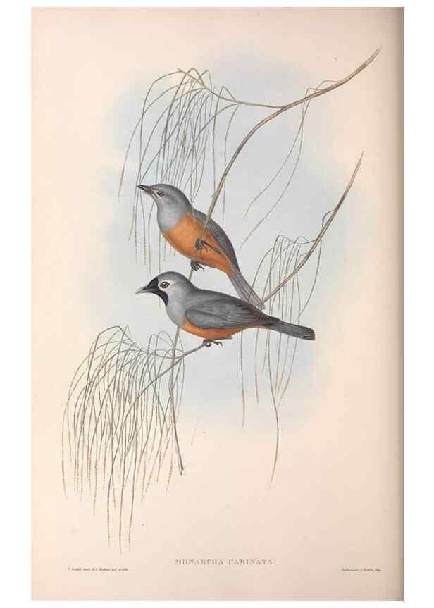 Reproducción/Reproduction 36143141763: The birds of Australia.. London,Printed by R. and J. E. Taylor; pub. by the author,[1840]-48.