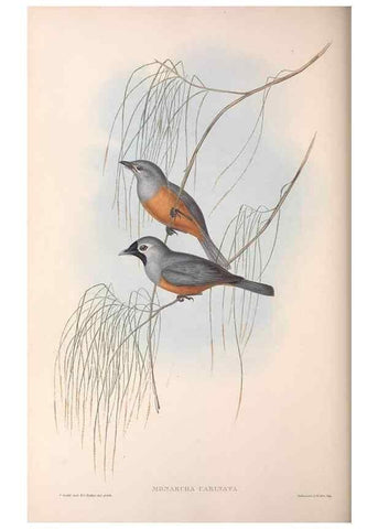 Reproducción/Reproduction 36143141763: The birds of Australia.. London,Printed by R. and J. E. Taylor; pub. by the author,[1840]-48.