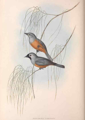 Reproducción/Reproduction 36143141763: The birds of Australia.. London,Printed by R. and J. E. Taylor; pub. by the author,[1840]-48.