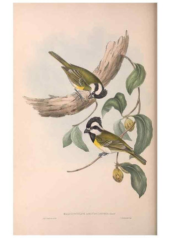 Reproducción/Reproduction 36764011956: The birds of Australia.. London,Printed by R. and J. E. Taylor; pub. by the author,[1840]-48.
