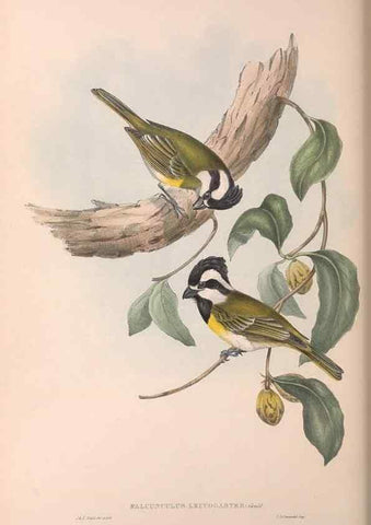 Reproducción/Reproduction 36764011956: The birds of Australia.. London,Printed by R. and J. E. Taylor; pub. by the author,[1840]-48.