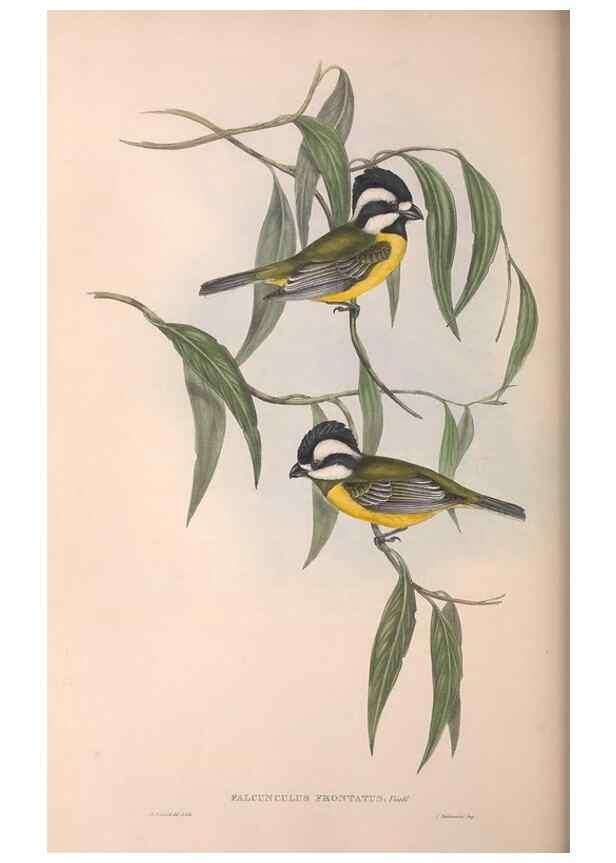 Reproducción/Reproduction 36764010086: The birds of Australia.. London,Printed by R. and J. E. Taylor; pub. by the author,[1840]-48.