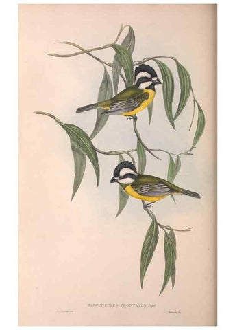 Reproducción/Reproduction 36764010086: The birds of Australia.. London,Printed by R. and J. E. Taylor; pub. by the author,[1840]-48.