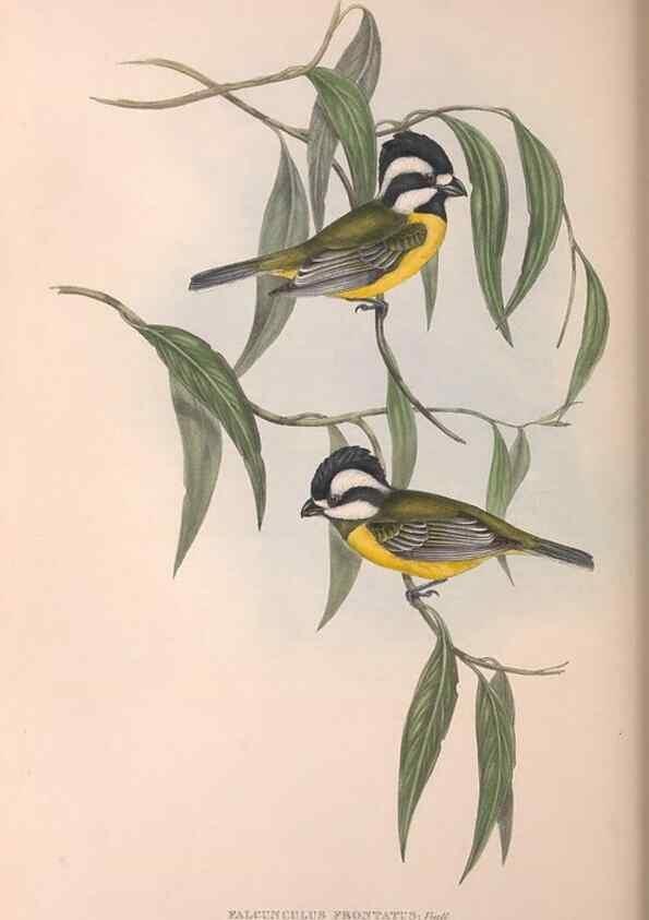 Reproducción/Reproduction 36764010086: The birds of Australia.. London,Printed by R. and J. E. Taylor; pub. by the author,[1840]-48.