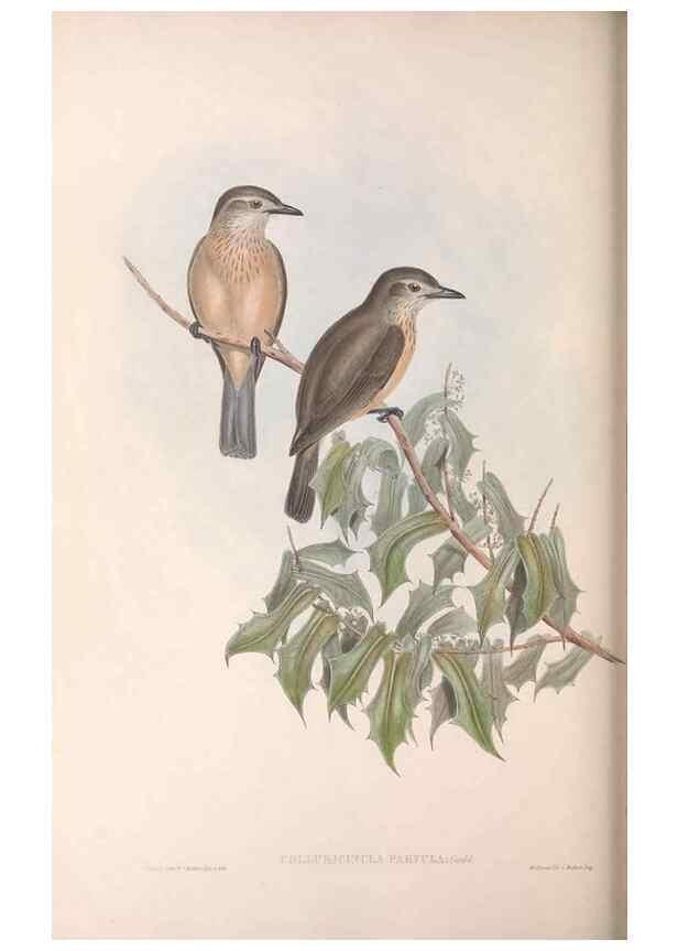 Reproducción/Reproduction 36764008856: The birds of Australia.. London,Printed by R. and J. E. Taylor; pub. by the author,[1840]-48.