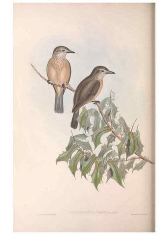 Reproducción/Reproduction 36764008856: The birds of Australia.. London,Printed by R. and J. E. Taylor; pub. by the author,[1840]-48.