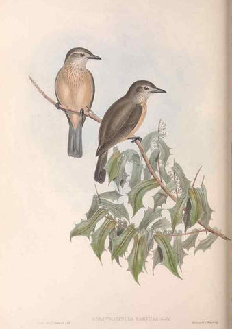 Reproducción/Reproduction 36764008856: The birds of Australia.. London,Printed by R. and J. E. Taylor; pub. by the author,[1840]-48.