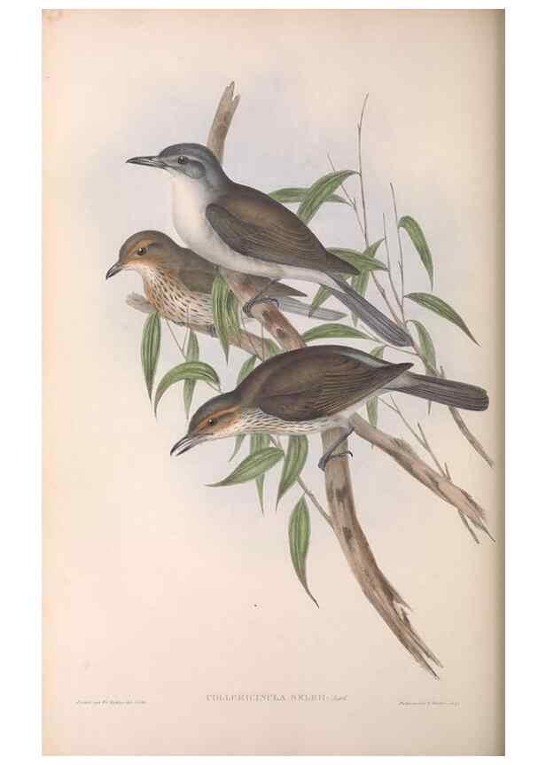 Reproducción/Reproduction 36780465812: The birds of Australia.. London,Printed by R. and J. E. Taylor; pub. by the author,[1840]-48.