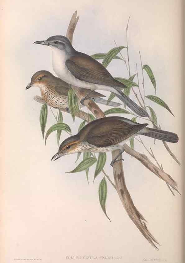 Reproducción/Reproduction 36780465812: The birds of Australia.. London,Printed by R. and J. E. Taylor; pub. by the author,[1840]-48.