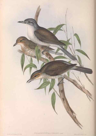 Reproducción/Reproduction 36780465812: The birds of Australia.. London,Printed by R. and J. E. Taylor; pub. by the author,[1840]-48.