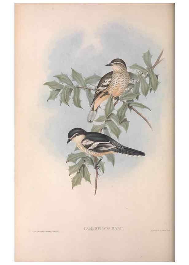 Reproducción/Reproduction 36811914041: The birds of Australia.. London,Printed by R. and J. E. Taylor; pub. by the author,[1840]-48.