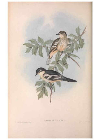 Reproducción/Reproduction 36811914041: The birds of Australia.. London,Printed by R. and J. E. Taylor; pub. by the author,[1840]-48.