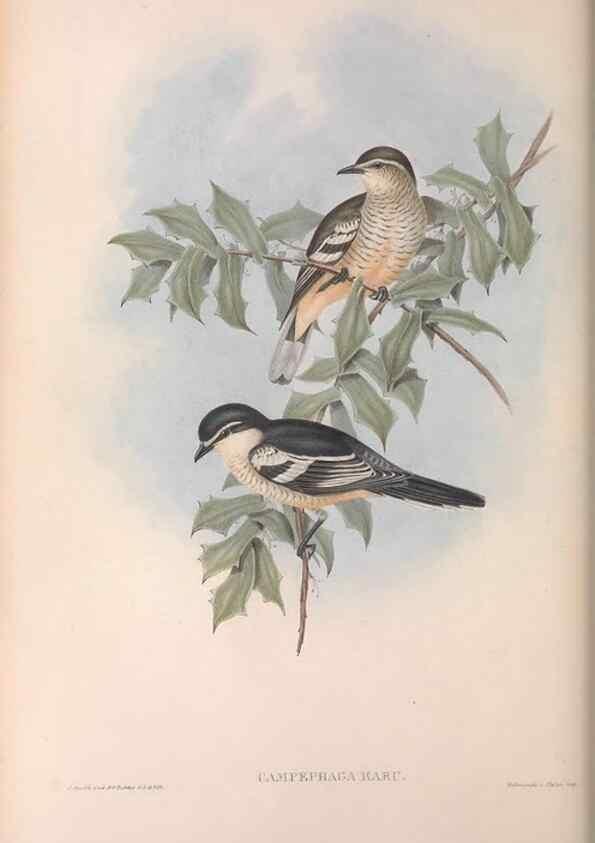 Reproducción/Reproduction 36811914041: The birds of Australia.. London,Printed by R. and J. E. Taylor; pub. by the author,[1840]-48.