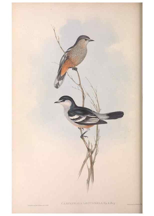 Reproducción/Reproduction 36811915971: The birds of Australia.. London,Printed by R. and J. E. Taylor; pub. by the author,[1840]-48.