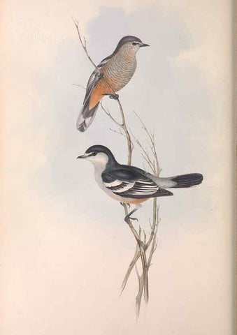Reproducción/Reproduction 36811915971: The birds of Australia.. London,Printed by R. and J. E. Taylor; pub. by the author,[1840]-48.